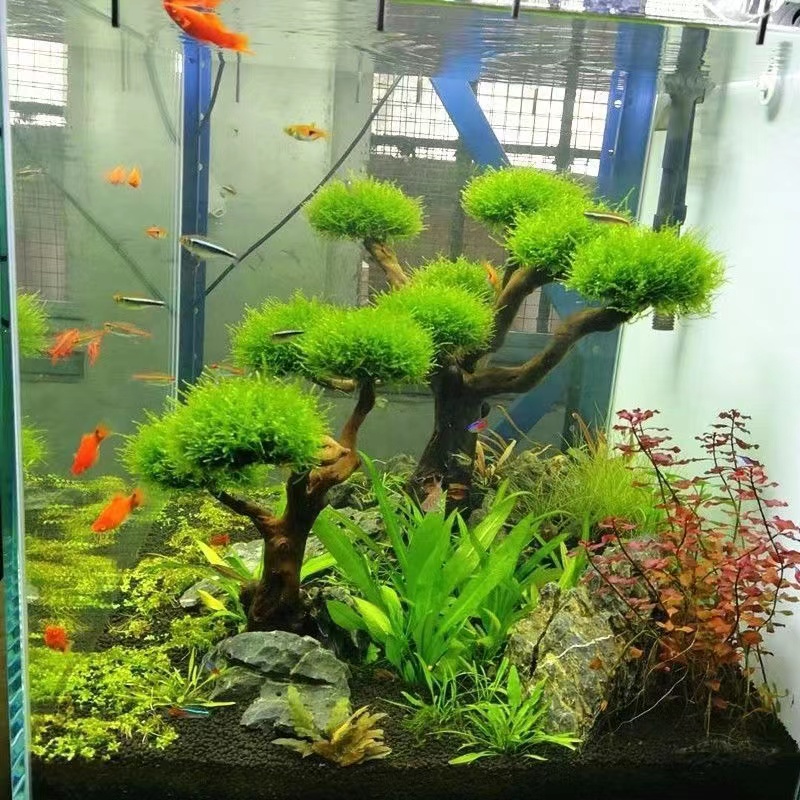Aquarium Driftwood - Quadro De Madeira Decorativa Para A