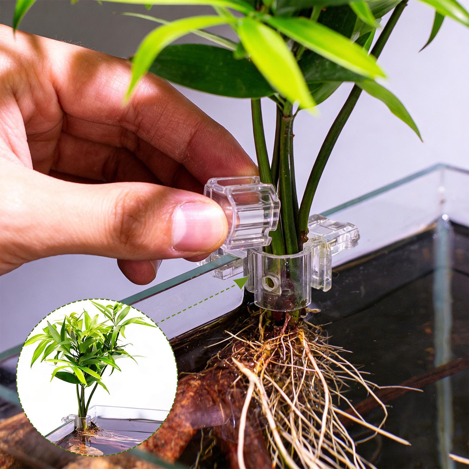 Aquarium Plants Live - Mini Vaso Plantador para Aquário 6