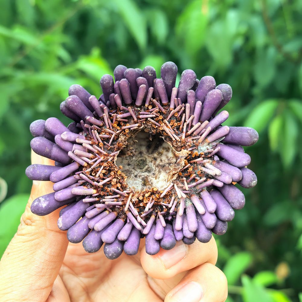 Arte em forma de ouriço-do-mar - Aquarium Plant Holder avaliação e preço