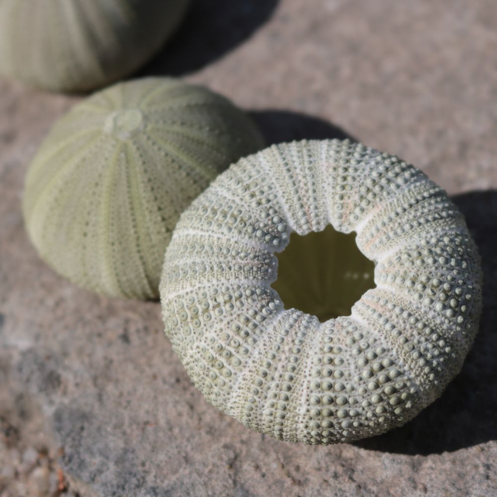 Arte em forma de ouriço-do-mar - Aquarium Plant Holder avaliação e preço