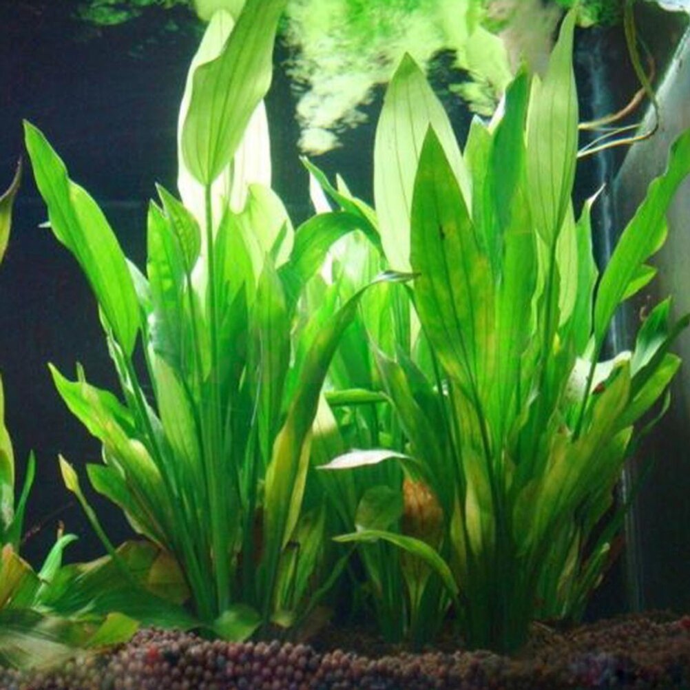 Artificial Aquário Decor Plant - Aquarium Plants Live avaliação e preço