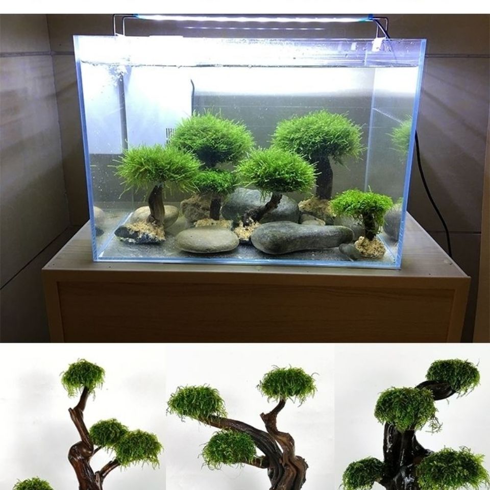 Quadro De Madeira Decorativa P - Aquarium Driftwood avaliação e preço