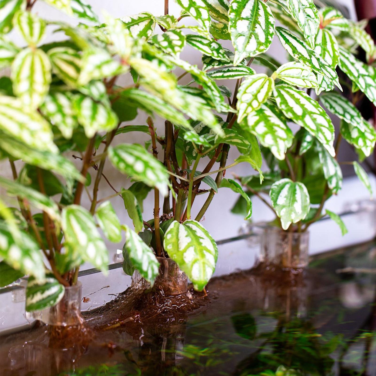 Suportes Transparentes para Pl - Aquarium Plant Holder avaliação e preço