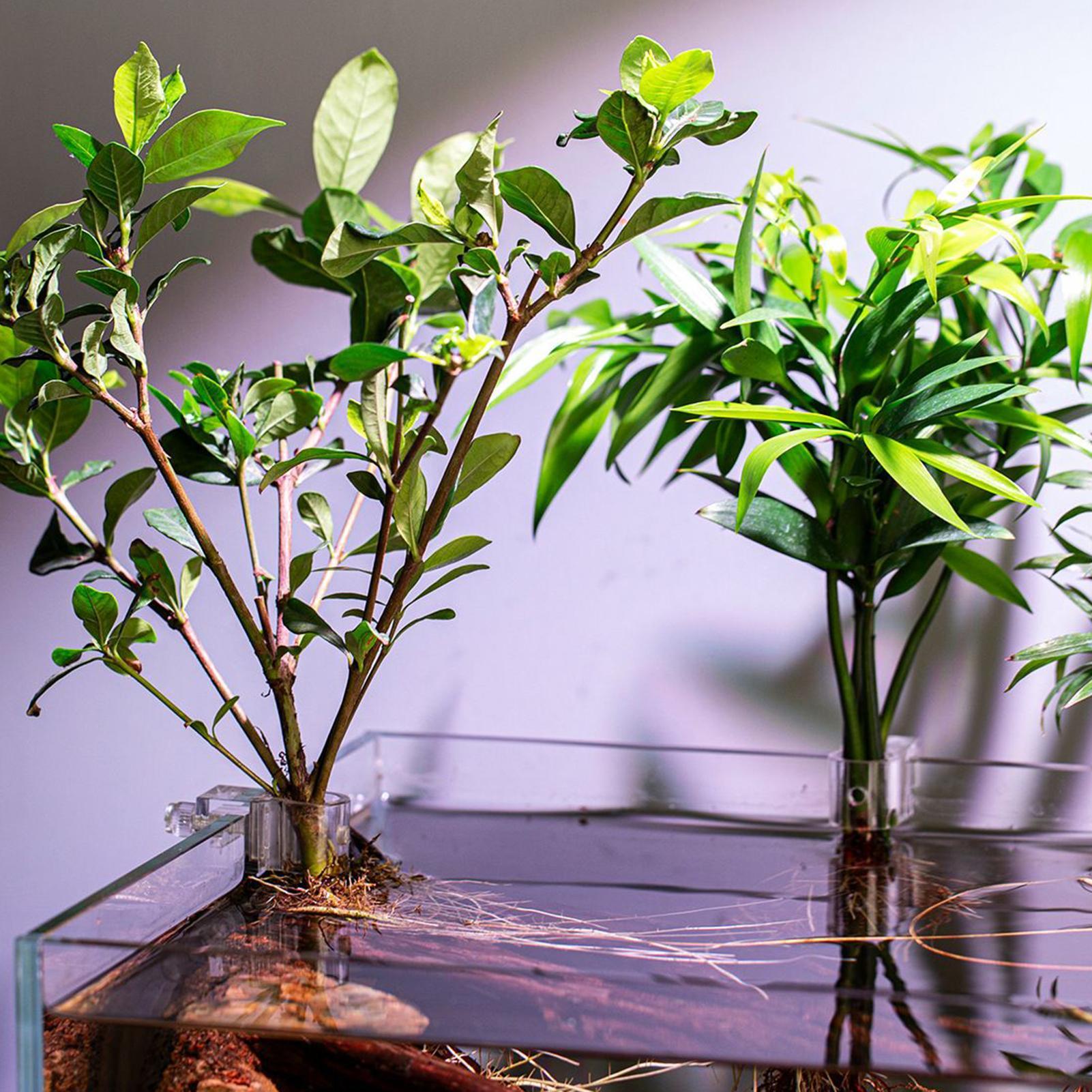 Mini Vaso Plantador para Aquár - Aquarium Plants Live avaliação e preço