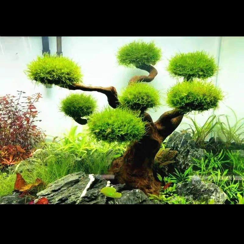 Aquário flutuante paisagismo d - Aquarium Plant Substrate avaliação e preço