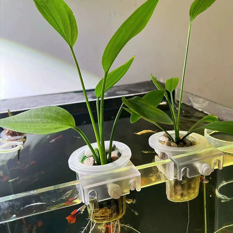 Cesta de plantio de aquário, s - Aquarium Plants Live avaliação e preço
